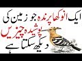 Interesting Facts About Hoopoe Bird | Bird house | Hoopoe Bird Facts | Interesting About birds