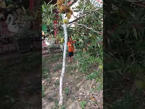 Petik rambutan, Hafidzh Hasan Rasyid (Lapoa) - YouTube