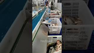 Fish weight sorting machine #fishing #seafoodprocessing #seafood #food #equipment