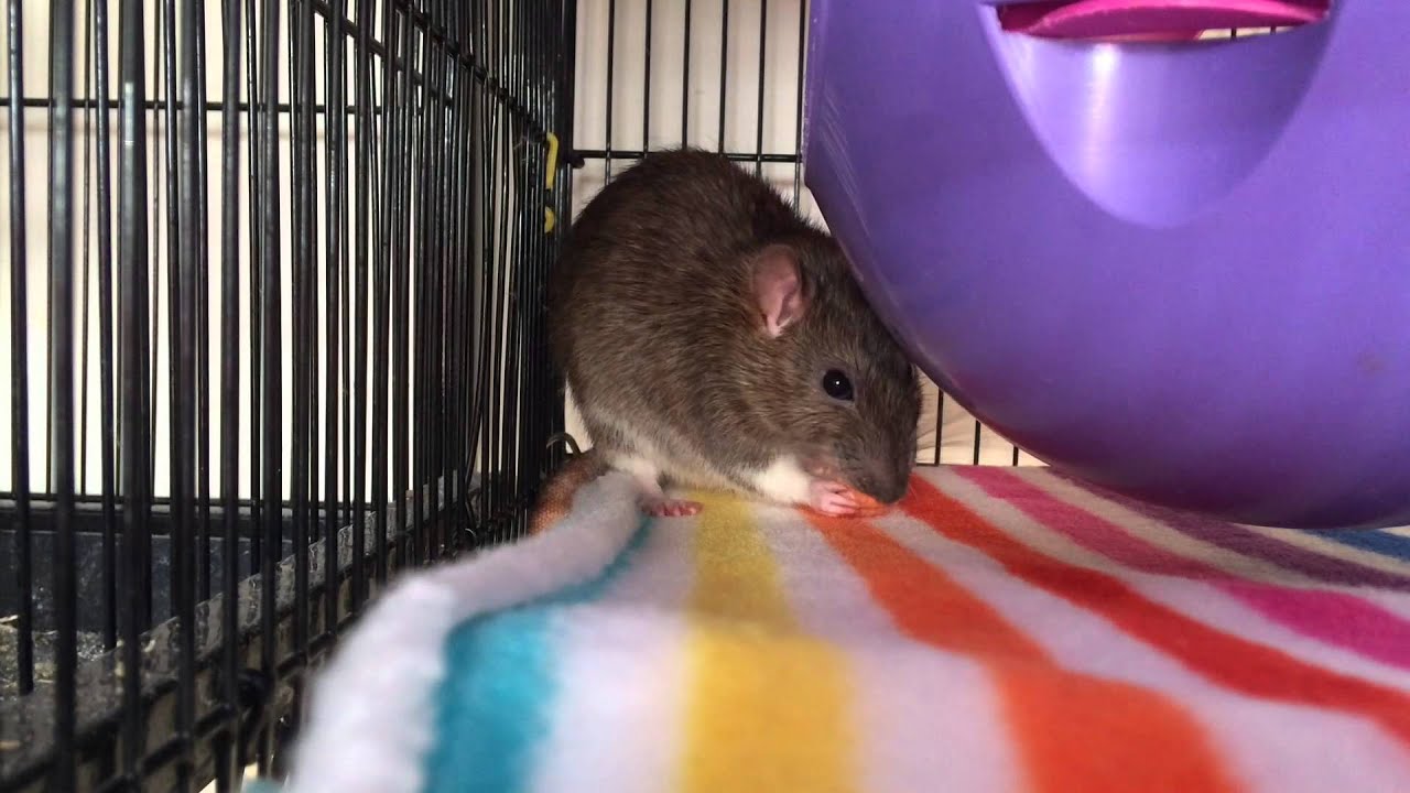 July rat cage tour Striped theme