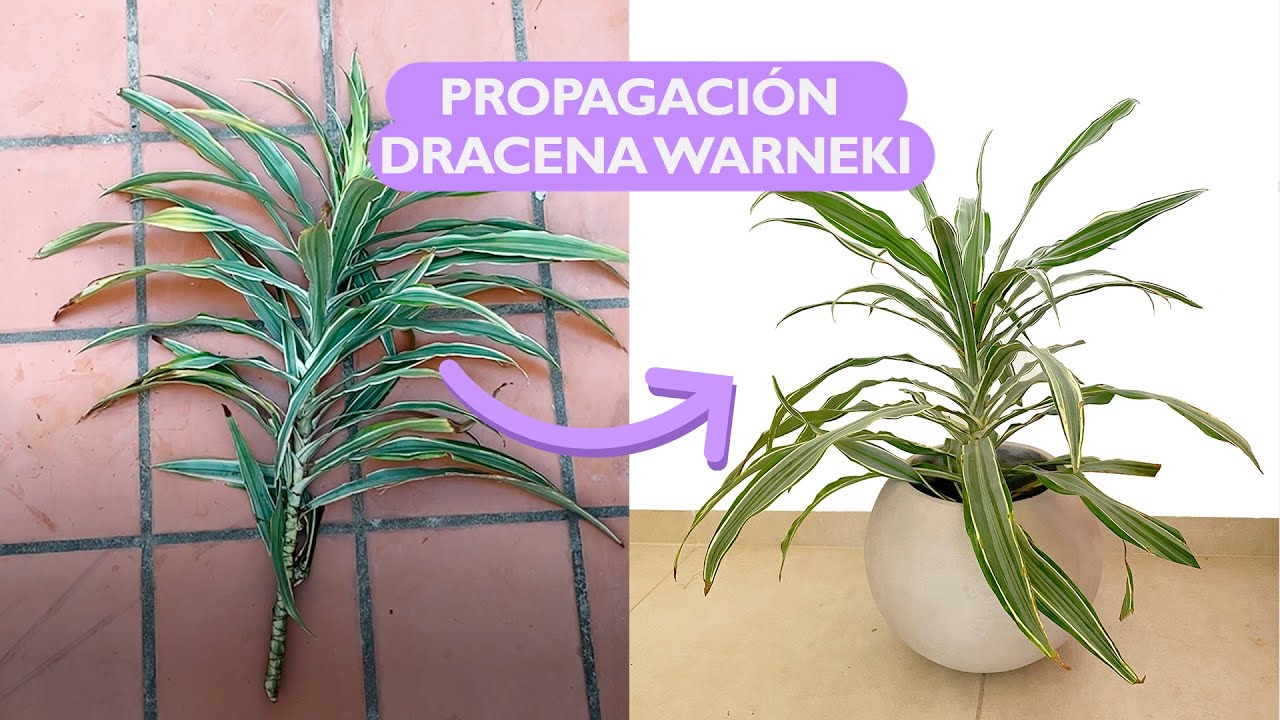 Propagación dracena Warneki