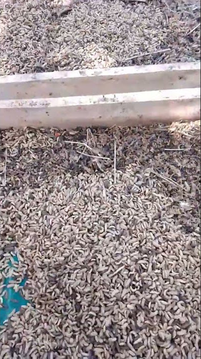 Tips agar proses panen magot gampang & cepat