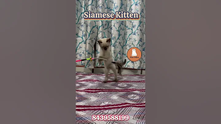 Video 9524621: eyes siamese kitten, blue eyed siamese, meet siamese, kitten home, kitten love