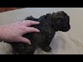 Romeo Male Malshipoo ready Feb 13th for Vanentines Day call Text 904-838-9628