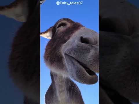 it's u 😂 lol #lol #funnyvideo #fun #shorts #short #viral #subscribe #animals
