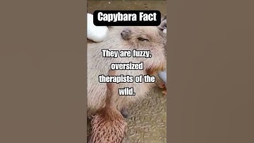 Capybara Fact # 1 #shorts  https://beacons.ai/referralrover