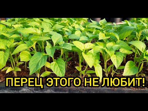 Главные ошибки при высадке перца в грунт!