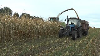 Как убирают кукурузу на Лидчине