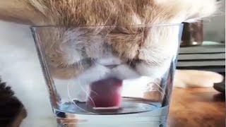 Funniest Animals - Best Animal Videos 😹 [Funny Pets]