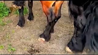 Horse breeding video