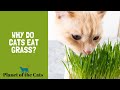 Why Do Cats Eat Grass?