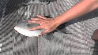 Triggerfish PSA