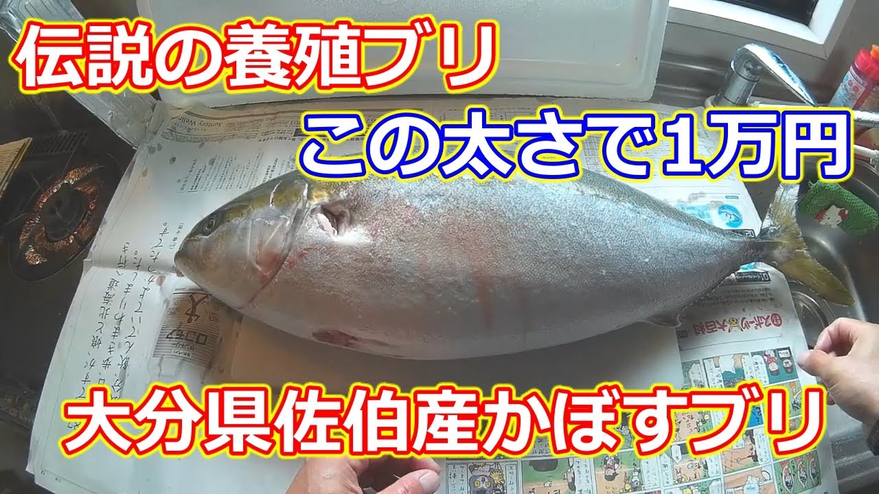 かぼすブリ 大分県佐伯産養殖かぼすブリを丸ごと1本捌く Youtube かぼすブリ 大分県佐伯産養殖かぼすブリを丸ごと1本捌く Youtube