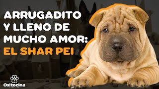 SHAR PEI: 9 COSAS que debes saber