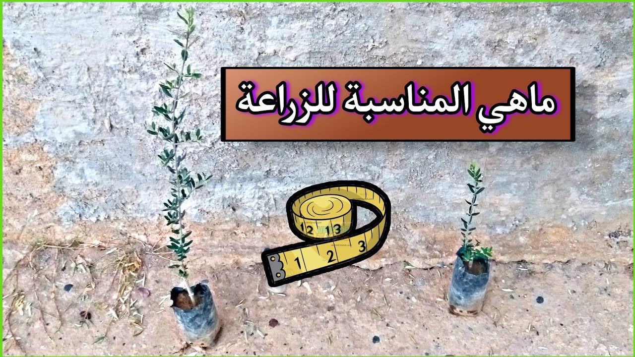 طريقة أختيار الغرسة المناسبة للزراعة عند شرائها من المشاتل
