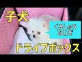 子犬のポメラニアン、みるきーと！ドライブボックスを試してみました！