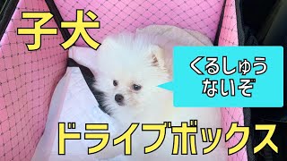 子犬のポメラニアン、みるきーと！ドライブボックスを試してみました！