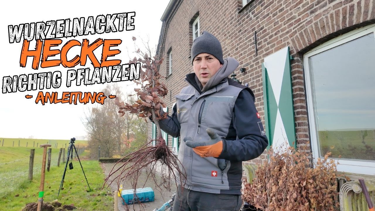 Hecke pflanzen | häufige Fehler vermeiden | wurzelnackt