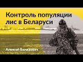 Контроль популяции лис в Беларуси #охота #лис #спектроптик #технологииохоты #снаряжениеохотника