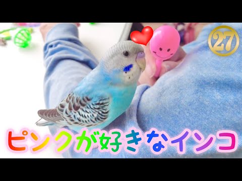 【セキセイインコ】お迎え27日目【ピンクが好きなインコ】