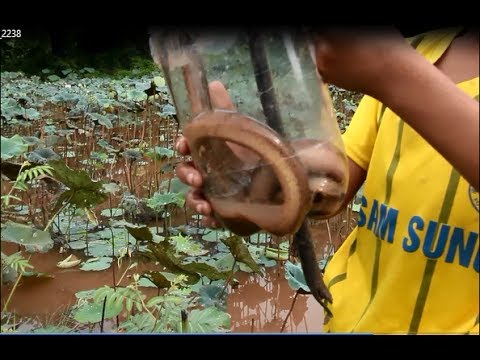 Easy Eels Trapped Using Plastic Bottles
