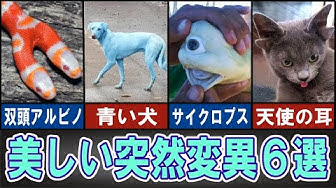 突然変異 Youtube