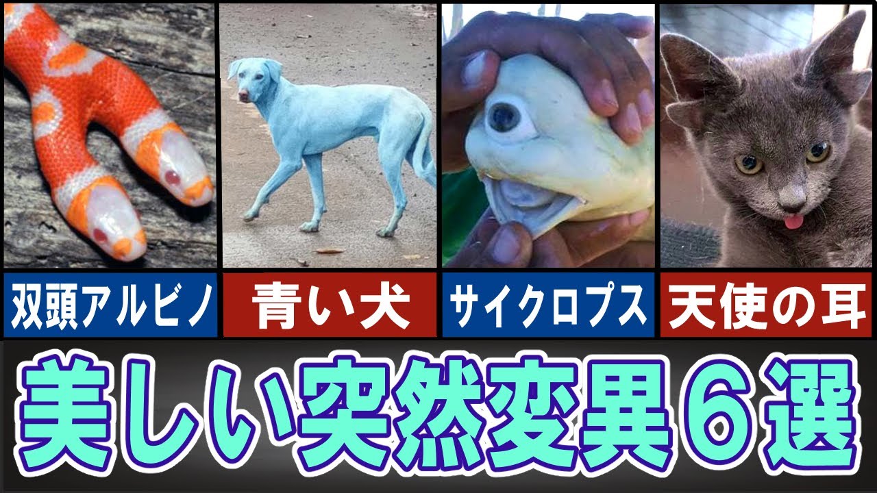 ゆっくり解説 神秘の奇形動物６選 動物おもしろ雑学 Youtube