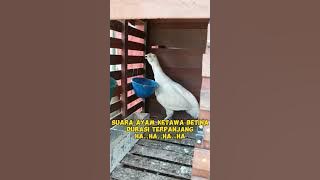 SUARA AYAM KETAWA BETINA NGIKIK MIRIP KUNTILANAK, BUNYI AYAM BERKOKOK LUCU DAN TERPANJANG