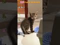 Cute kitten.😼🥰#usa🇺🇸 #cute #catsoftiktok #foryou #funnycats #funny