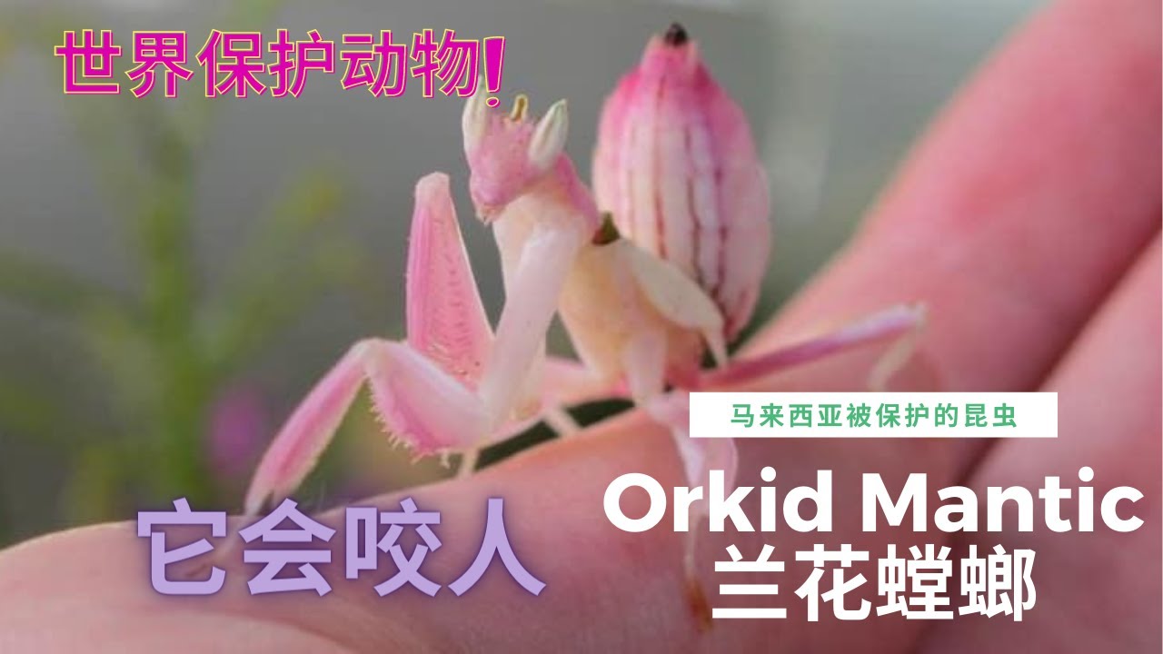 兰花螳螂orchid Mantis 世界上最美的螳螂hymenopus Coronatus Youtube 兰花螳螂orchid Mantis 世界上最美的螳螂hymenopus Coronatus Youtube