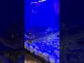 Longnose Gar and Walleye in Tank #fish #fishing #nature #wildlife