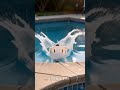 😂 Ultimate Funny Animal Fails Compilation 🐶🐱 | Try Not To Laugh Challenge 🤣