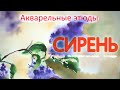 Акварельные этюды. Цветотерапия. Фиолетовый цвет. Сирень.