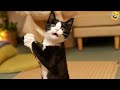 Funny animalssfunniest cats and dogs 2024