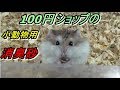 【ハムスター】100円ショップの消臭砂！Sand deodorant to a hamster