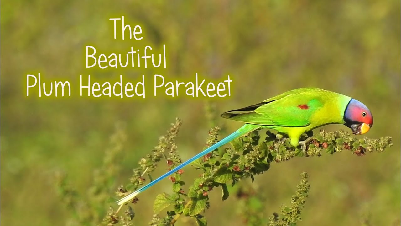Flock of Plum-headed Parakeets feeding on seeds - Endemic to India 