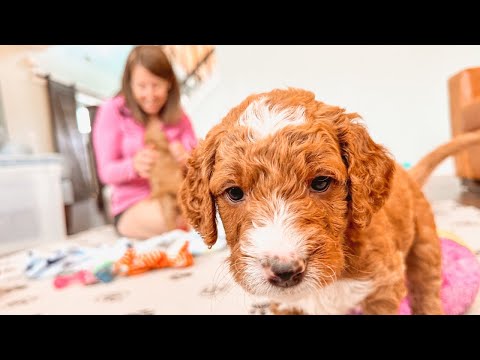 Video: Goldendoodle