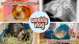 ROCKET’S NEUTER & STARDUST’S SATIN SYNDROME UPDATES | Weekly Guinea Pig Vlog