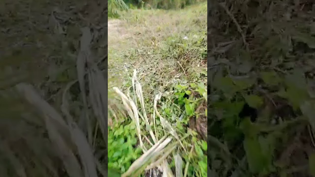 Proses turun Dari atas