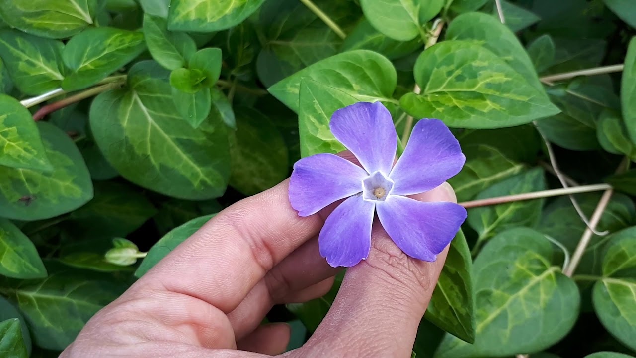 10 ground-cover plants with low maintenance (Easy and pretty)
