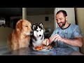 Dogs Tested with Chicken || ViralHog