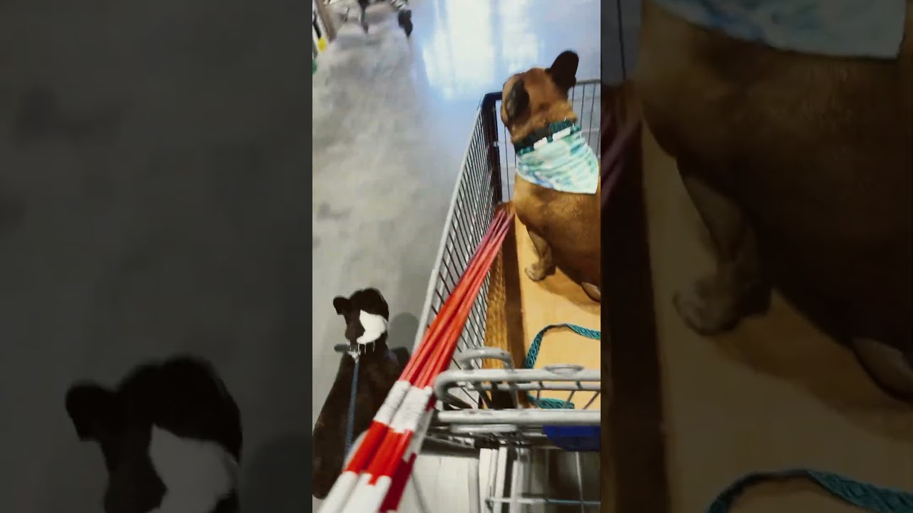 Shopping for attention and things #frenchie