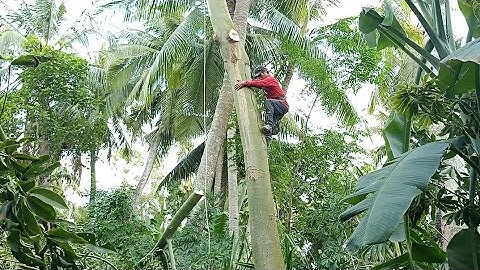 hai anh thợ cưa hạ cây Gòn to cao hơn ba chục mét ở an hảo