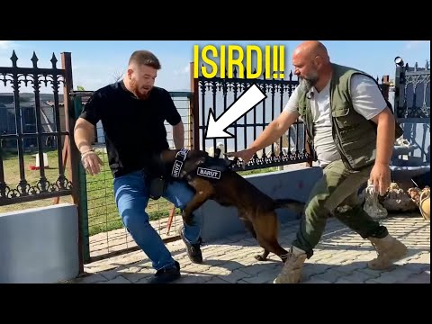 Çok Saldırgan Malinois Beni Isırdı - Onu Sevmek Mümkün Değil!!