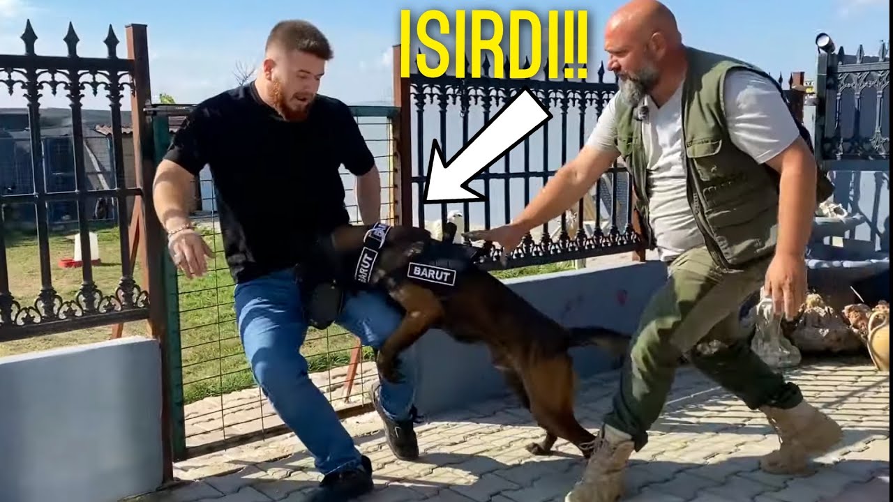 Çok Saldırgan Malinois Beni Isırdı - Onu Sevmek Mümkün Değil!!