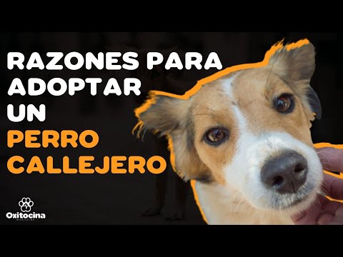 Video: 7 razones principales para adoptar una mascota