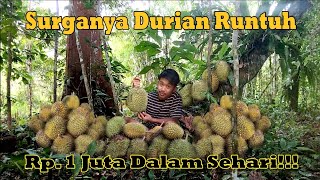 Panen Buah Durian di Hutan, Panen Duit Jutaan Sehari