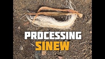 How to Process Backstrap Sinew