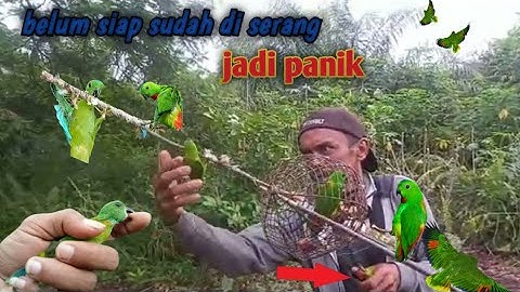Pikatan sampai di serang dari atas bawah ‼️mikat serindit sampai kehujanan