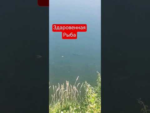 Огромная рыба в реке Ай Башкирия #shorts #рыба #fish #ай #река #река #рыбалка